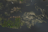 AMAZONAS, CHEIA DO RIO SOLIMOES