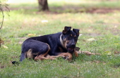 Iran expands dog-walking ban to several cities across the country