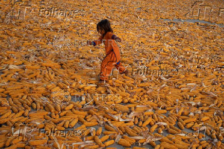 Girl walks past harvested corn during heatwave in Daska