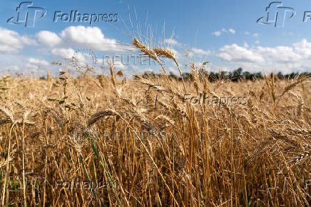Farmers in U.S. heartland, where ties to wheat run deep, question crop's future