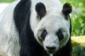 Giant panda Xin Xin celebrates its 35th birthday at the Chapultepec Zoo in Mexico City