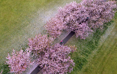 A drone view shows a person walking along an avenue of blossoming Cherry trees in The Stray park in Harrogate, Britain