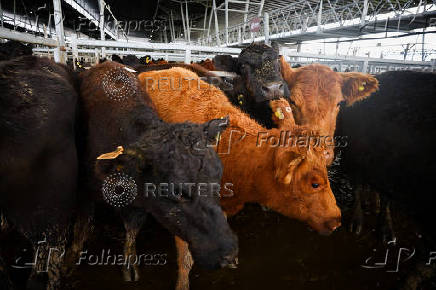Where's the beef? Argentine steak exports slide as strong peso inflates costs