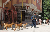 Somali man defies taboo to care for Mogadishu's stray dogs and cats