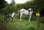 The Appleby Horse Fair in Appleby-in-Westmorland