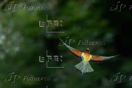 Bee-eaters (Merops apiaster) in Buszkowice