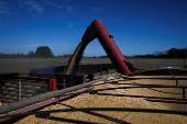 FILE PHOTO: Argentine farmers hurry up to bring in soy with more rains on horizon