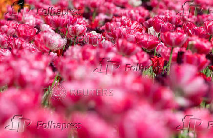 Tulips bloom in Victoria Embankment Gardens, London