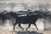 Farmer George King musters Angus beef cattle at his Coombing Park property in Carcoar
