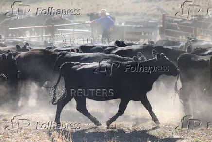 Farmer George King musters Angus beef cattle at his Coombing Park property in Carcoar