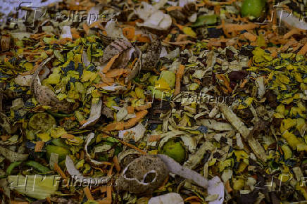 Galinhas se alimentam de restos em leira de compostagem em SJC