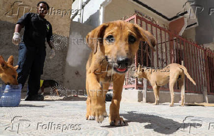 Somali man defies taboo to care for Mogadishu's stray dogs and cats
