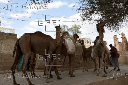 Climate change impacts herders in Yemen