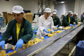 Trump tariffs worry Greek peach producers