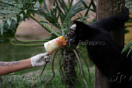 A spider monkey licks a fruit popsicle during an environmental enrichment activity at the BioParque do Rio, in Rio de Janeiro