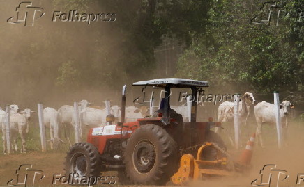 Bois confinados e trator em fazenda na área rural de Iturama/MG
