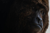 Macaco bugio no Cemacas