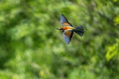 Bee-eaters (Merops apiaster) in Buszkowice