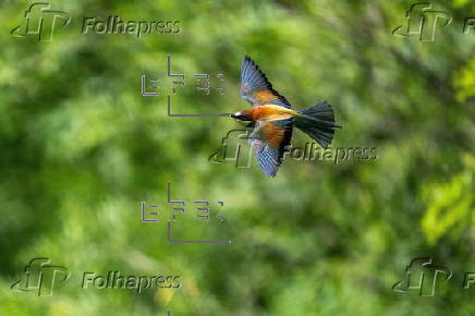 Bee-eaters (Merops apiaster) in Buszkowice