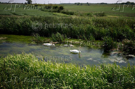 Swans and cygnets swim along a water channel next to a cattle field at Dumble Farm in Arram