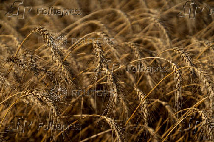 Farmers in U.S. heartland, where ties to wheat run deep, question crop's future