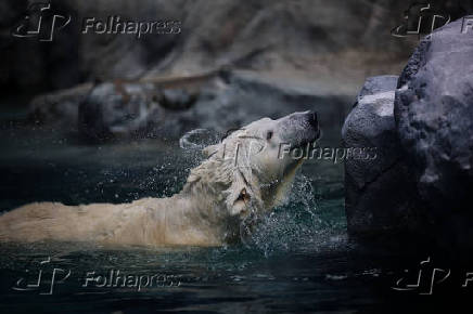 Ursa polar Nur, que nasceu no aquário de São Paulo