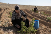 Damascene rose harvest in Syria