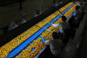 Trump tariffs worry Greek peach producers