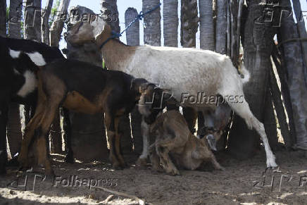 Agropecuaria