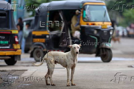Supreme Court orders to move all stray dogs from Delhi-NCR to animal shelters