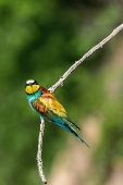 Bee-eaters (Merops apiaster) in Buszkowice