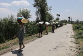 Rice planting season in Srinagar