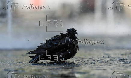 Heatwave affects Frankfurt