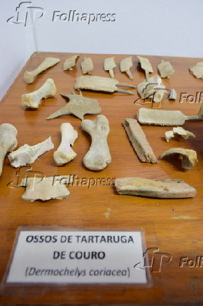 Projeto TAMAR atua na busca pela preservação das tartarugas-marinhas