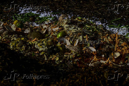 Galinhas se alimentam de restos em leira de compostagem em SJC