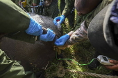 Translocation of endangered black rhinos to Segera Conservancy in Kenya