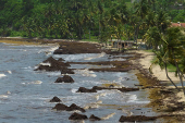 Beach is covered in sargassum seaweed washed ashore during its season in Puerto Rico