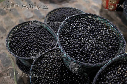 Amazon acai berries are offered for sale at a market, in Belem
