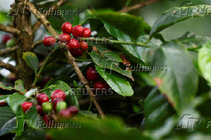 FILE PHOTO: Coffee berries grow on a plant at a plantation in Anolaima