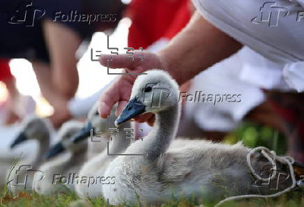 Annual swan upping ceremony along the River Thames