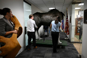 Marty, the Moose, and Kodak, the Bear, are installed on Capitol Hill in Washington