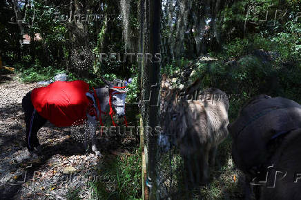 19th Regional Donkey Competition in Moniquira