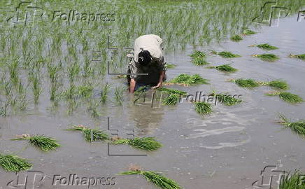 Rice planting season in Srinagar