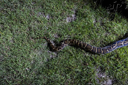 FILE PHOTO: An invasive Burmese python lies on the grass in the Everglades
