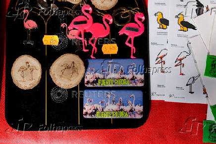 Flamingo chicks are fitted with identity rings in the Fuente de Piedra natural reserve, near Malaga