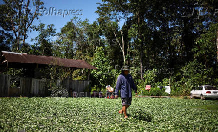 Inside a coca farm and market in Bolivia's countryside ahead of the general election