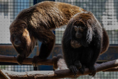 Macaco bugio no Cemacas