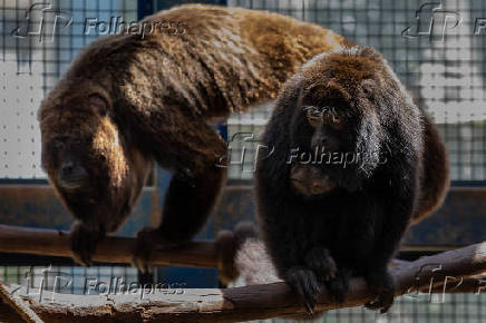 Macaco bugio no Cemacas