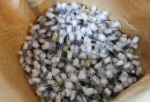 Samples of garden ants concealed in syringes are presented to court as two Belgian nationals, a Vietnamese and a Kenyan national appeared for the hearing of their case, in Nairobi