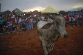 Corridas de toros en el interior de Panamá: cultura, música y valentía